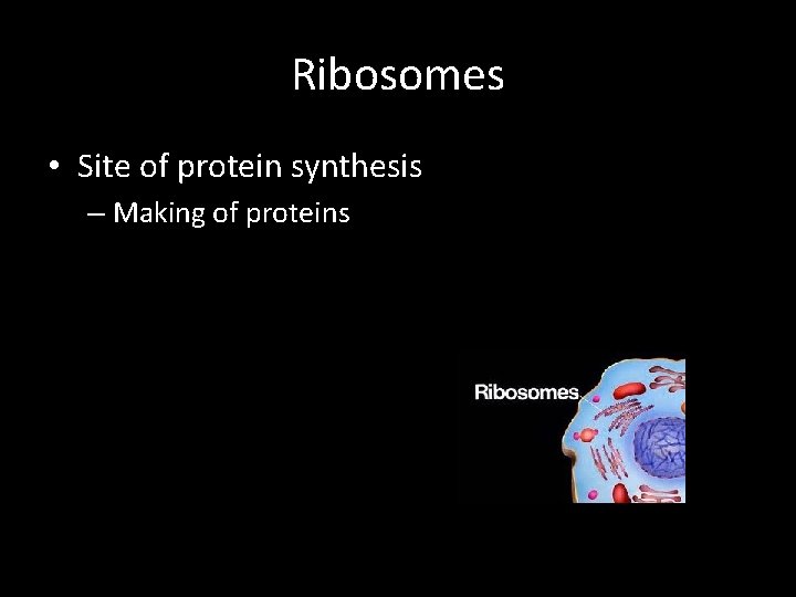 Ribosomes • Site of protein synthesis – Making of proteins 