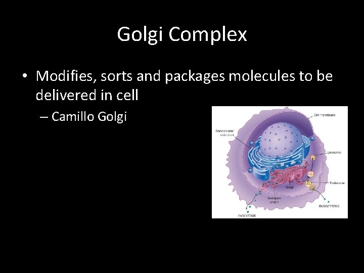 Golgi Complex • Modifies, sorts and packages molecules to be delivered in cell –