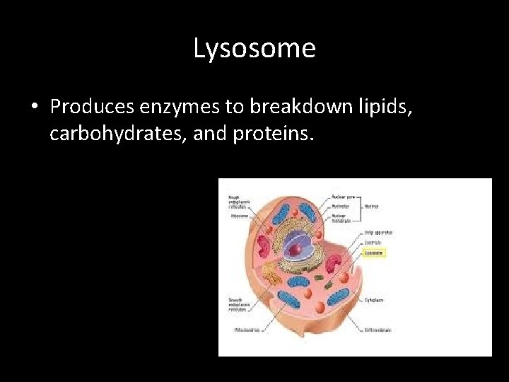 Lysosome • Produces enzymes to breakdown lipids, carbohydrates, and proteins. 