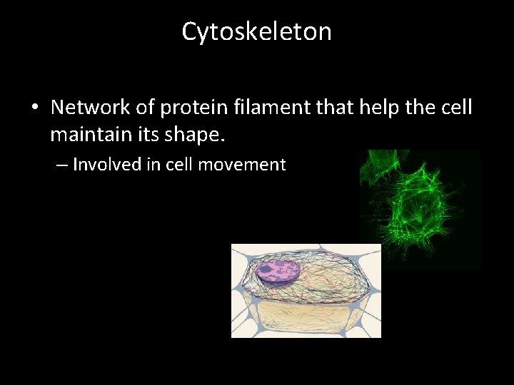 Cytoskeleton • Network of protein filament that help the cell maintain its shape. –