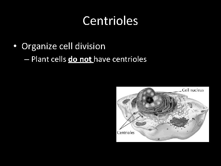 Centrioles • Organize cell division – Plant cells do not have centrioles 