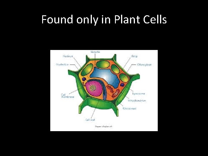 Found only in Plant Cells 