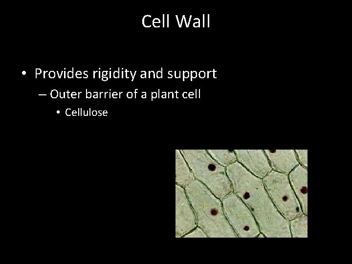 Cell Wall • Provides rigidity and support – Outer barrier of a plant cell
