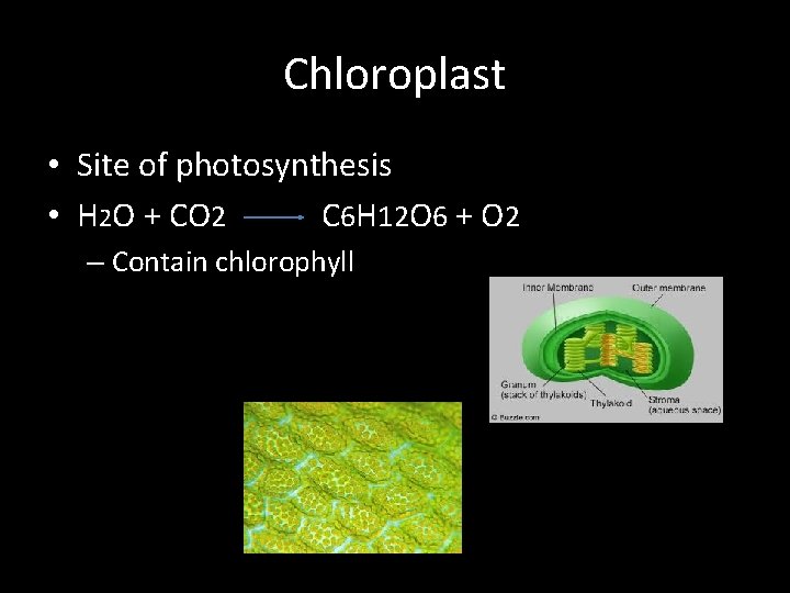 Chloroplast • Site of photosynthesis • H 2 O + CO 2 C 6