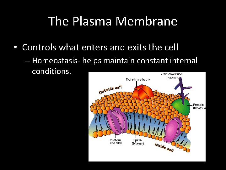 The Plasma Membrane • Controls what enters and exits the cell – Homeostasis- helps