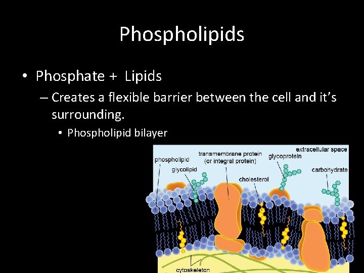 Phospholipids • Phosphate + Lipids – Creates a flexible barrier between the cell and