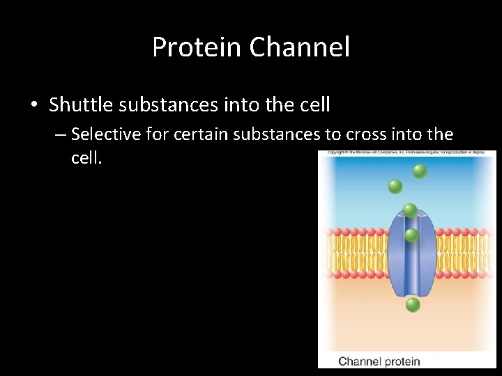Protein Channel • Shuttle substances into the cell – Selective for certain substances to