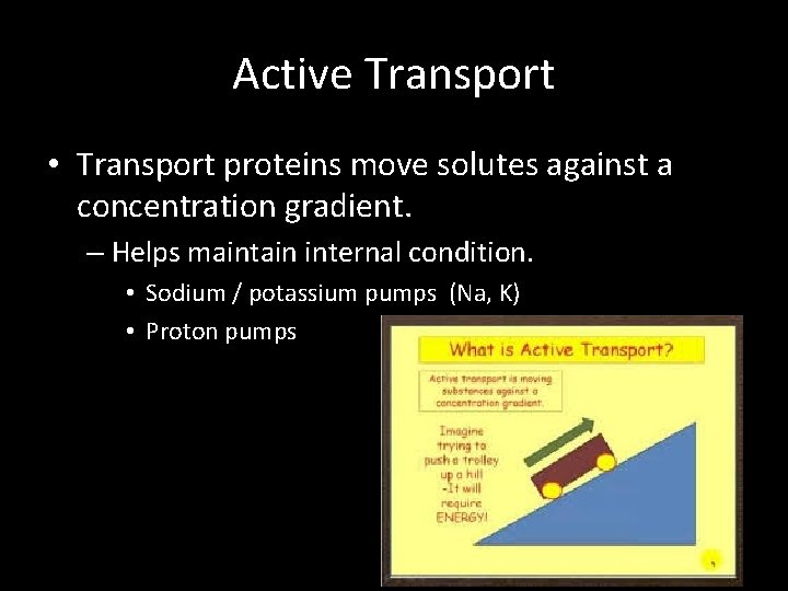 Active Transport • Transport proteins move solutes against a concentration gradient. – Helps maintain