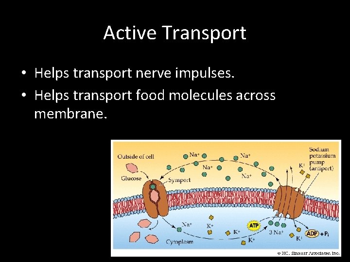 Active Transport • Helps transport nerve impulses. • Helps transport food molecules across membrane.