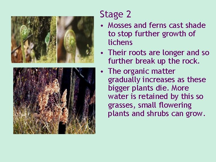 Stage 2 • Mosses and ferns cast shade to stop further growth of lichens Stage 2 • Mosses and ferns cast shade to stop further growth of lichens
