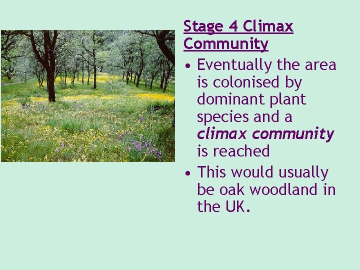 Stage 4 Climax Community • Eventually the area is colonised by dominant plant species Stage 4 Climax Community • Eventually the area is colonised by dominant plant species