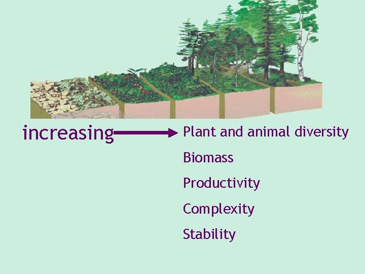 increasing Plant and animal diversity Biomass Productivity Complexity Stability increasing Plant and animal diversity Biomass Productivity Complexity Stability