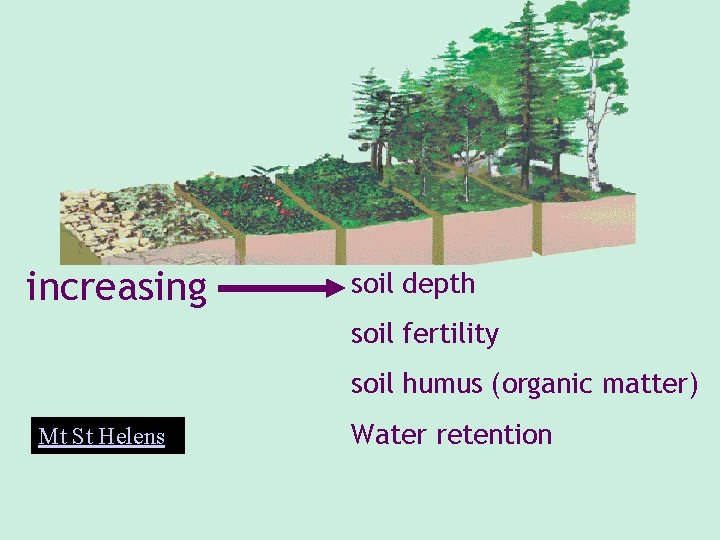 increasing soil depth soil fertility soil humus (organic matter) Mt St Helens Water retention increasing soil depth soil fertility soil humus (organic matter) Mt St Helens Water retention