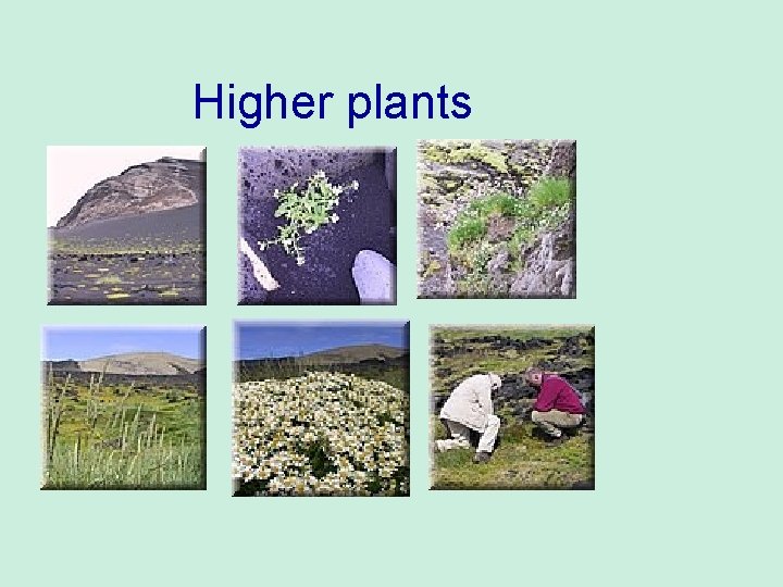 Higher plants Higher plants