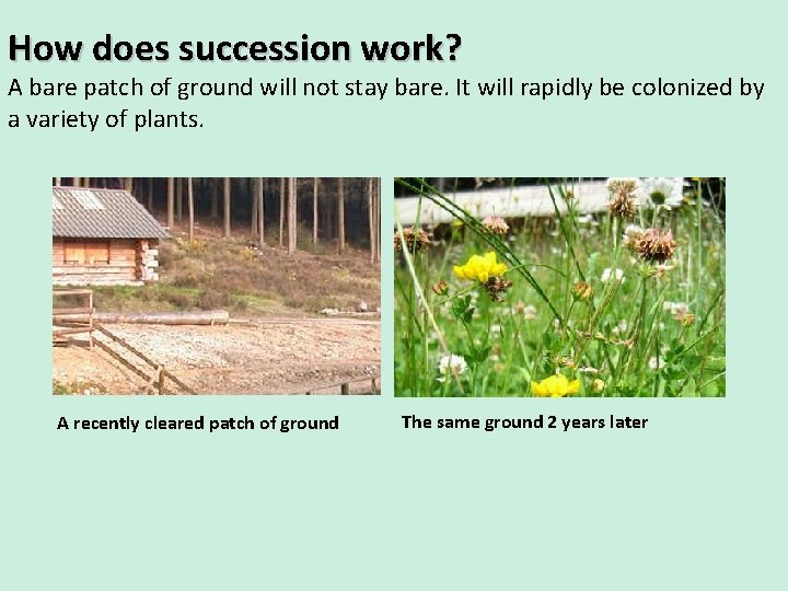 How does succession work? A bare patch of ground will not stay bare. It How does succession work? A bare patch of ground will not stay bare. It