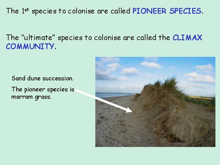 The 1 st species to colonise are called PIONEER SPECIES. The “ultimate” species to The 1 st species to colonise are called PIONEER SPECIES. The “ultimate” species to
