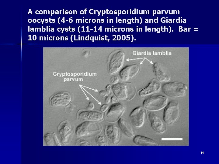 A comparison of Cryptosporidium parvum oocysts (4 -6 microns in length) and Giardia lamblia