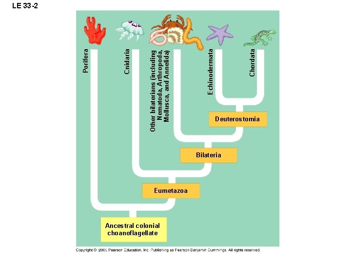 Chapter 33 Invertebrates Power Point Lectures for Biology