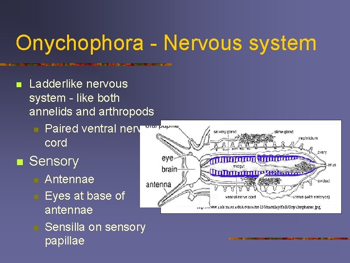 Onychophora - Nervous system n Ladderlike nervous system - like both annelids and arthropods