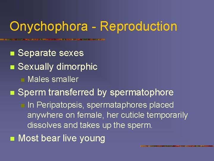 Onychophora - Reproduction n n Separate sexes Sexually dimorphic n n Sperm transferred by