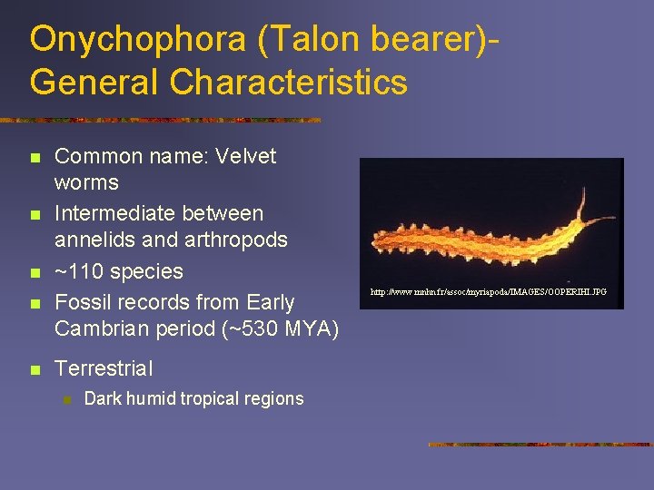 Onychophora (Talon bearer)General Characteristics n n n Common name: Velvet worms Intermediate between annelids