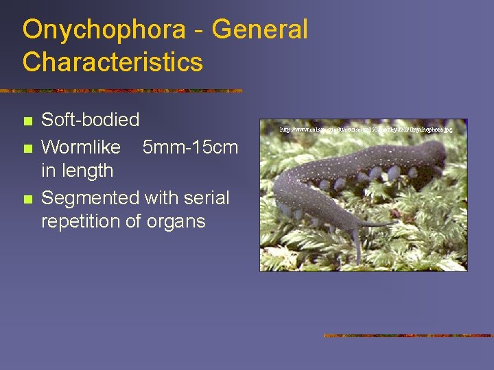 Onychophora - General Characteristics n n n Soft-bodied Wormlike 5 mm-15 cm in length