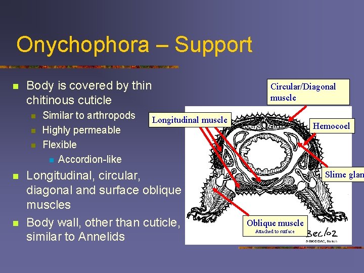 Onychophora – Support n Body is covered by thin chitinous cuticle n n n