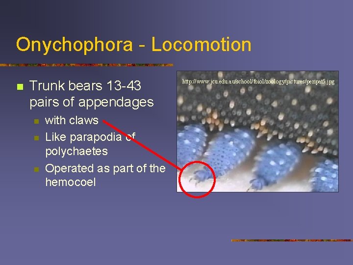 Onychophora - Locomotion n Trunk bears 13 -43 pairs of appendages n n n