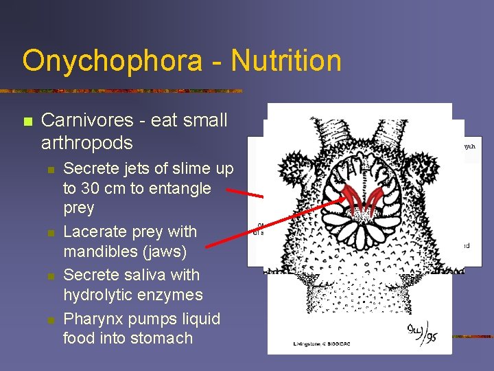 Onychophora - Nutrition n Carnivores - eat small arthropods n n Secrete jets of