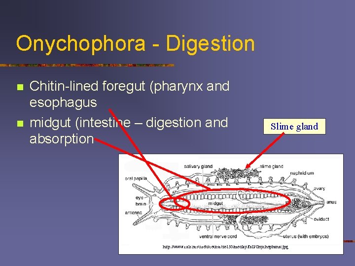 Onychophora - Digestion n n Chitin-lined foregut (pharynx and esophagus midgut (intestine – digestion