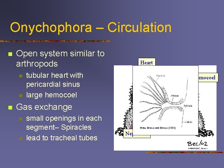 Onychophora – Circulation n Open system similar to arthropods n n n Heart tubular