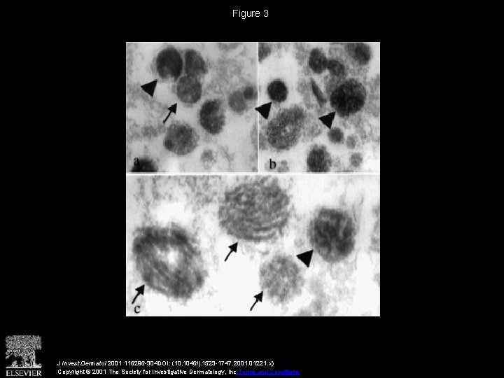 Figure 3 J Invest Dermatol 2001 116296 -304 DOI: (10. 1046/j. 1523 -1747. 2001.