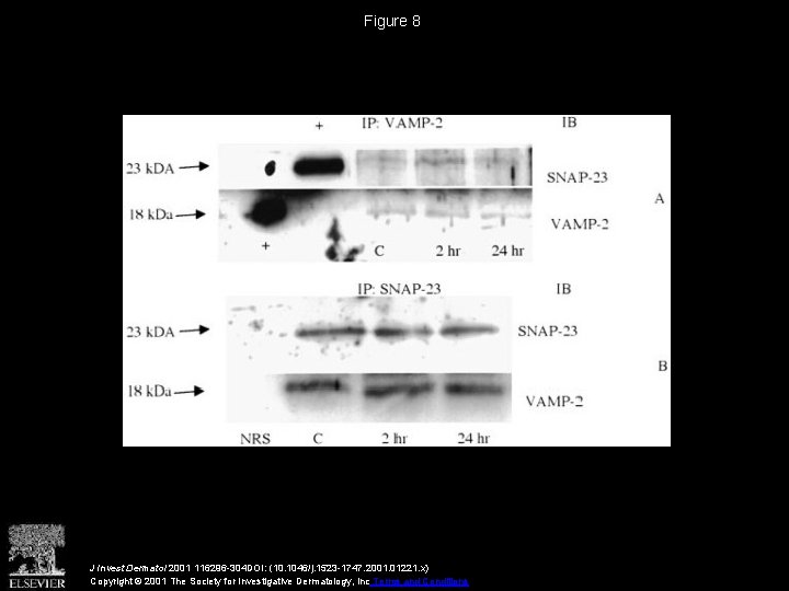 Figure 8 J Invest Dermatol 2001 116296 -304 DOI: (10. 1046/j. 1523 -1747. 2001.