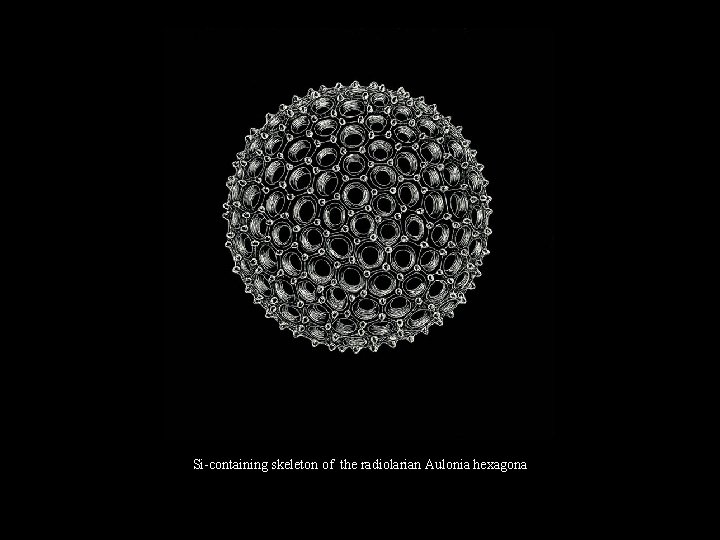 Si-containing skeleton of the radiolarian Aulonia hexagona 