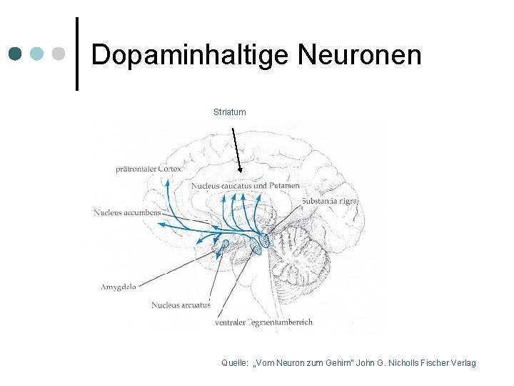 Dopaminhaltige Neuronen Striatum Quelle: „Vom Neuron zum Gehirn“ John G. Nicholls Fischer Verlag 