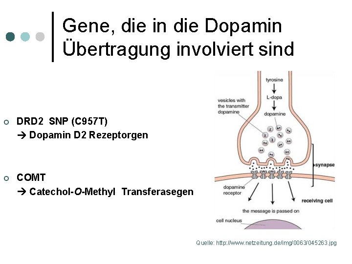 Gene, die in die Dopamin Übertragung involviert sind ¢ DRD 2 SNP (C 957