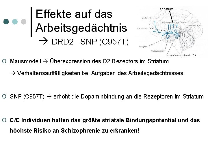 Effekte auf das Arbeitsgedächtnis DRD 2 o Striatum SNP (C 957 T) 1) Mausmodell