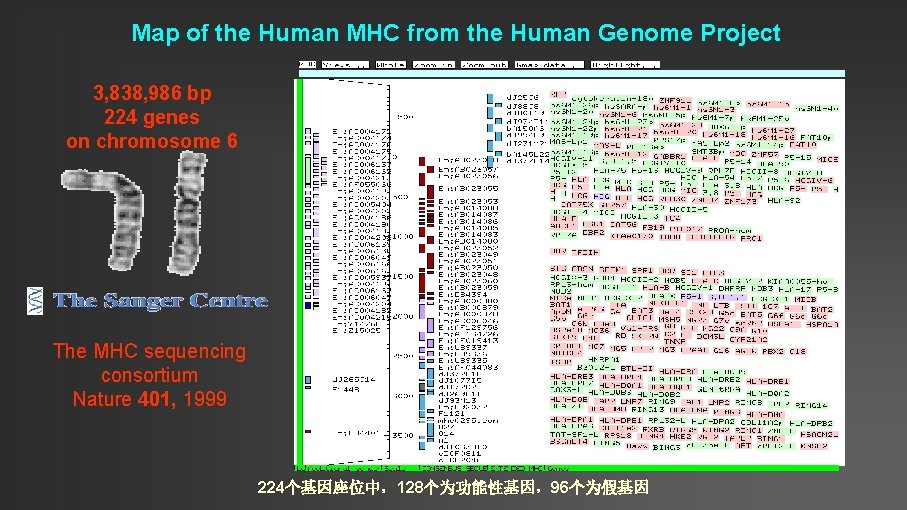 Map of the Human MHC from the Human Genome Project 3, 838, 986 bp