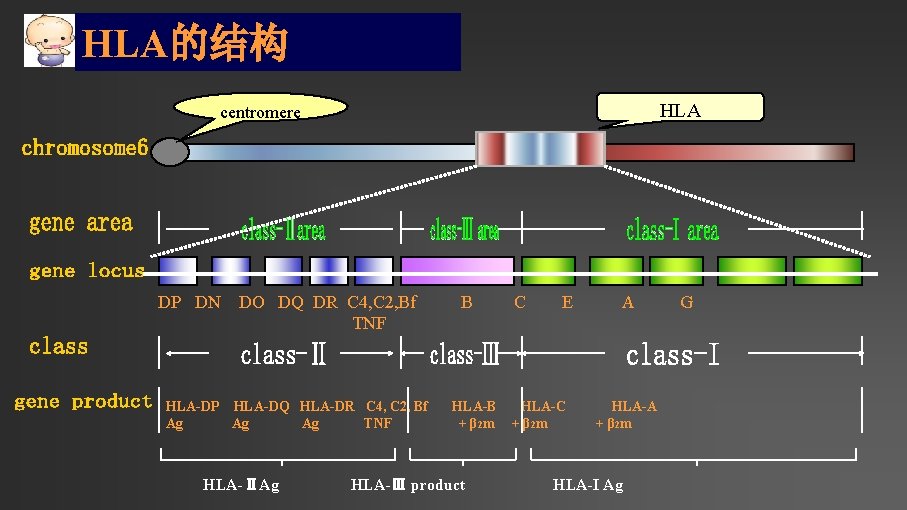 HLA的结构 HLA centromere DP DN DO DQ DR C 4, C 2, Bf TNF