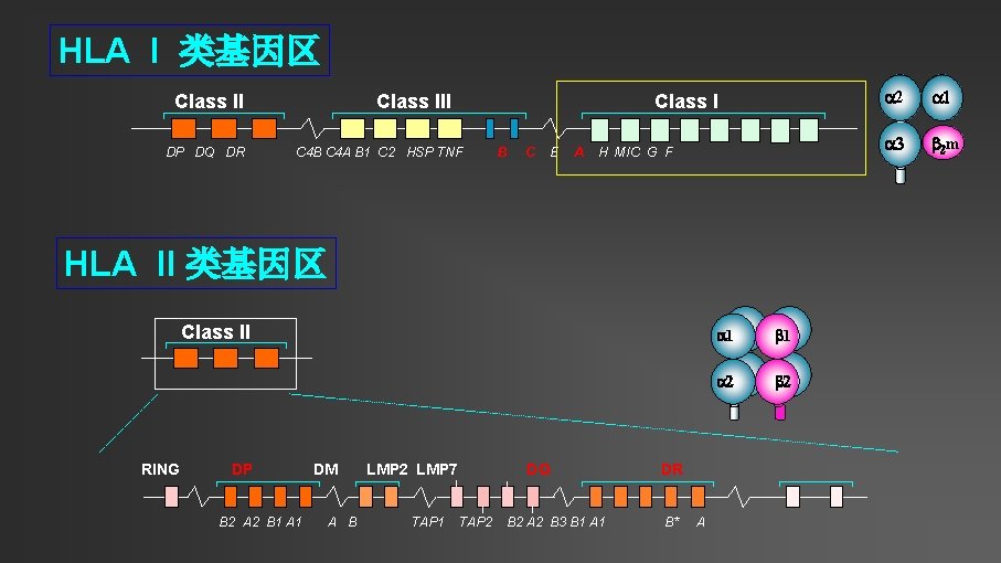 HLA I 类基因区 Class II DP DQ DR Class III Class I C 4