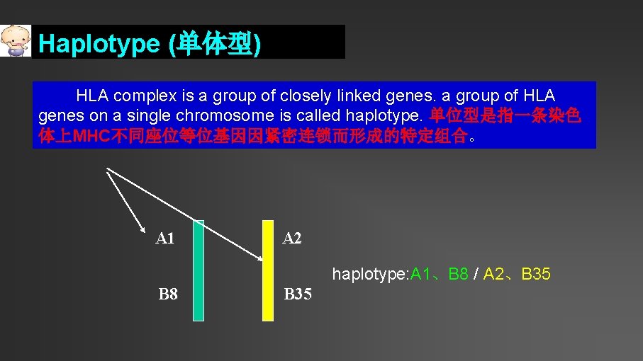 Haplotype (单体型) HLA complex is a group of closely linked genes. a group of