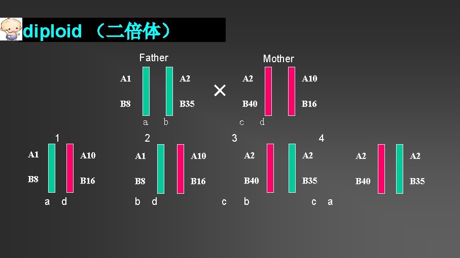 diploid （二倍体） Father Mother A 1 A 2 B 8 B 35 a 1
