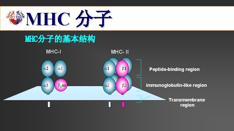 MHC 分子 MHC分子的基本结构 MHC-I MHC- II 2 1 1 1 3 2 m 2