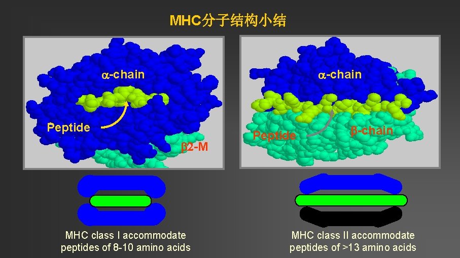 MHC分子结构小结 a-chain Peptide b 2 -M MHC class I accommodate peptides of 8 -10