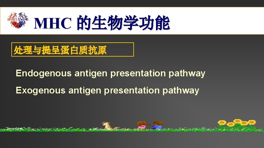 MHC 的生物学功能 处理与提呈蛋白质抗原 Endogenous antigen presentation pathway Exogenous antigen presentation pathway Types of graft