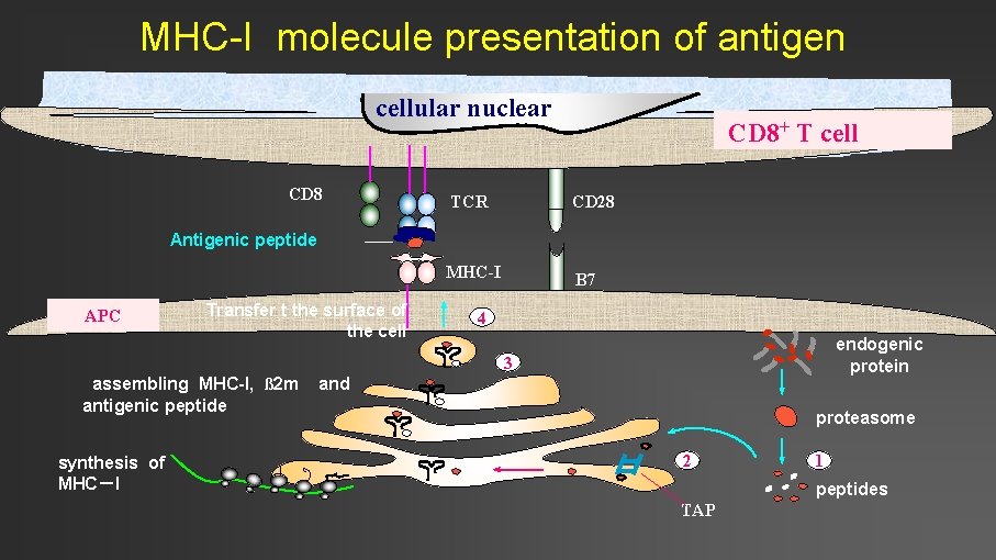 MHC-I molecule presentation of antigen cellular nuclear CD 8+ T cell TCR CD 28