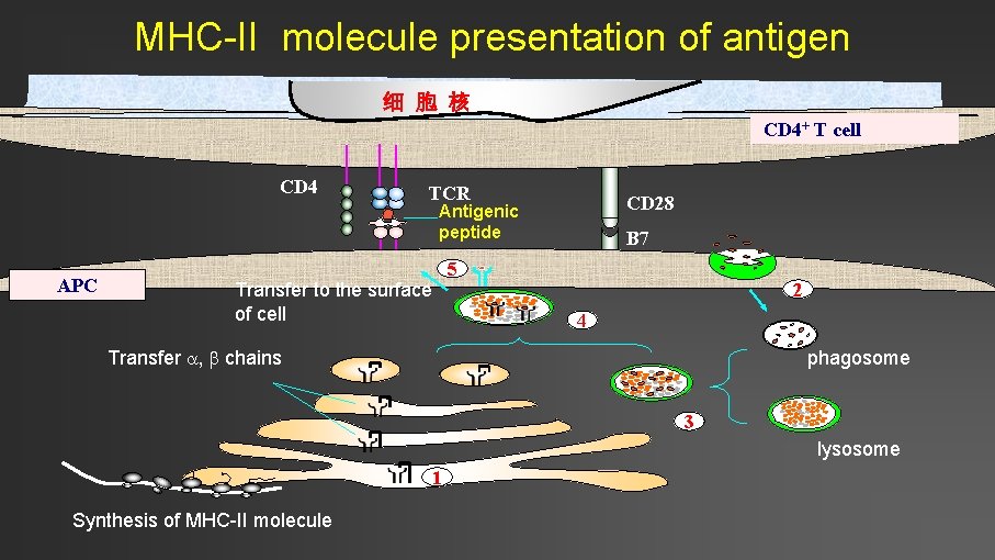 MHC-II molecule presentation of antigen 细 胞 核 CD 4+ T cell CD 4