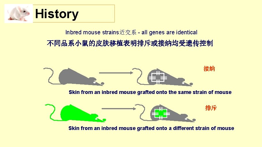 History Inbred mouse strains近交系 - all genes are identical 不同品系小鼠的皮肤移植表明排斥或接纳均受遗传控制 接纳 Skin from an