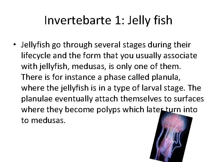 Invertebarte 1: Jelly fish • Jellyfish go through several stages during their lifecycle and