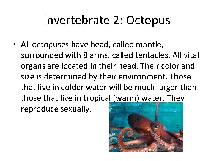 Invertebrate 2: Octopus • All octopuses have head, called mantle, surrounded with 8 arms,